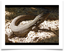 GECKO - Steve Hodson